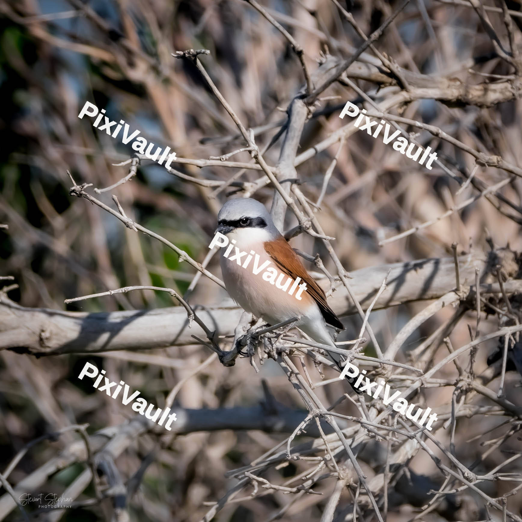 Red-backed Shrike bird